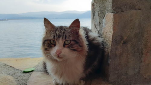 猫咪语言翻译软件