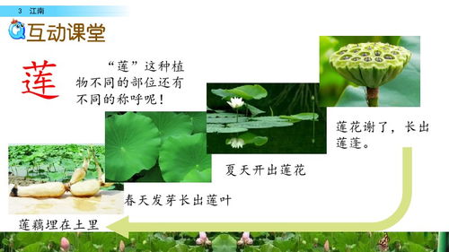 江南古诗翻译