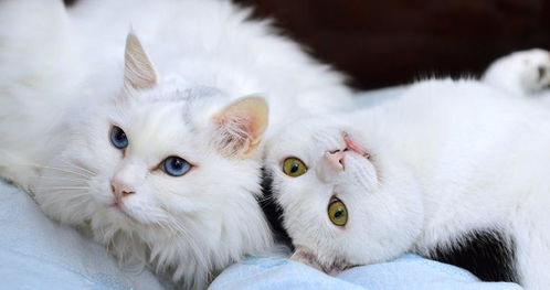 猫语言翻译器软件
