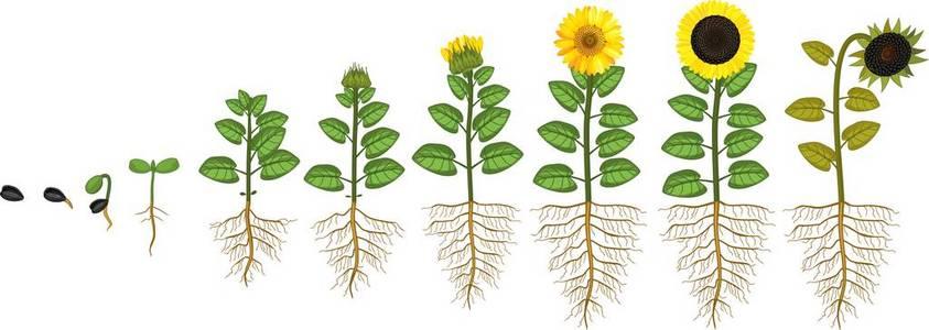 向日葵传播种子的方法简笔画