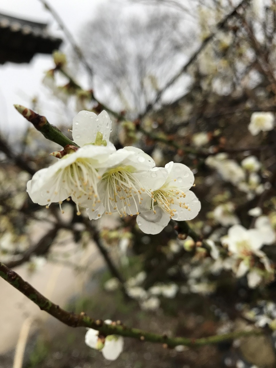 清明节，春意盎然中的缅怀与新生